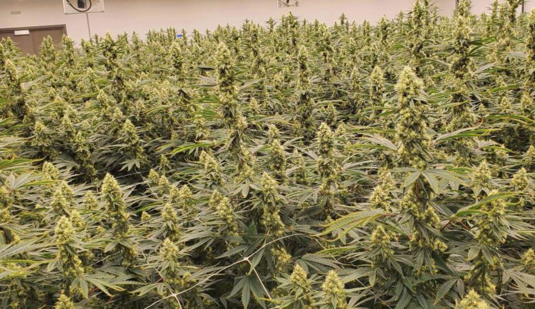 Better by Design: Maximizing Your Cultivation Facility With Smart Planning