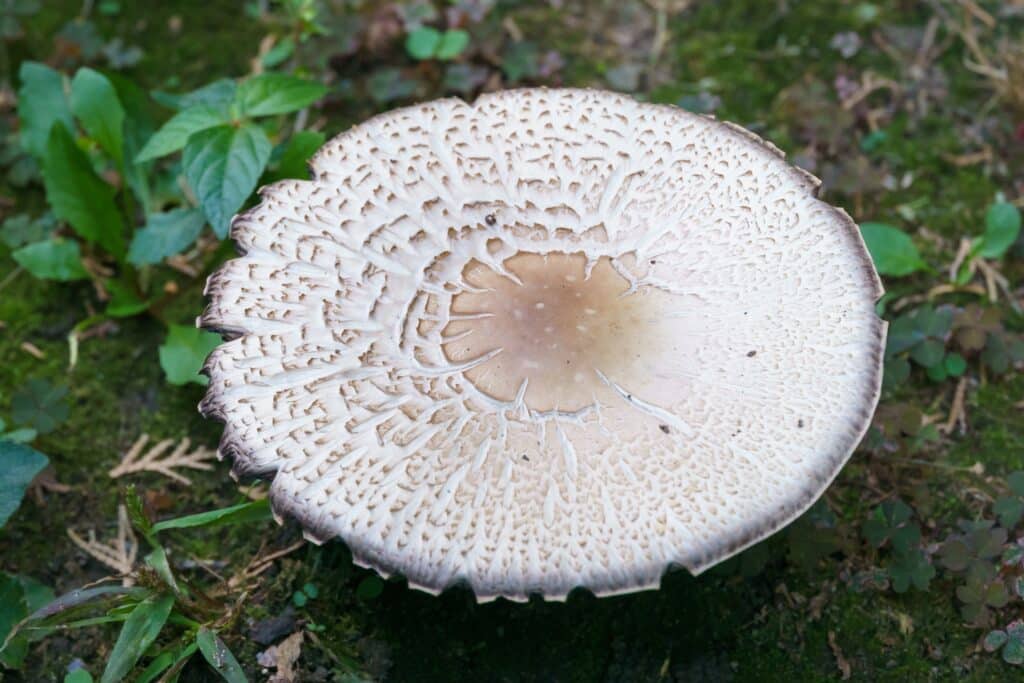 Cooking Doesn’t Eliminate Toxins: Wild Mushroom Poisoning