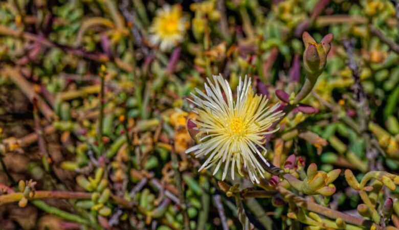 Sceletium tortuosum