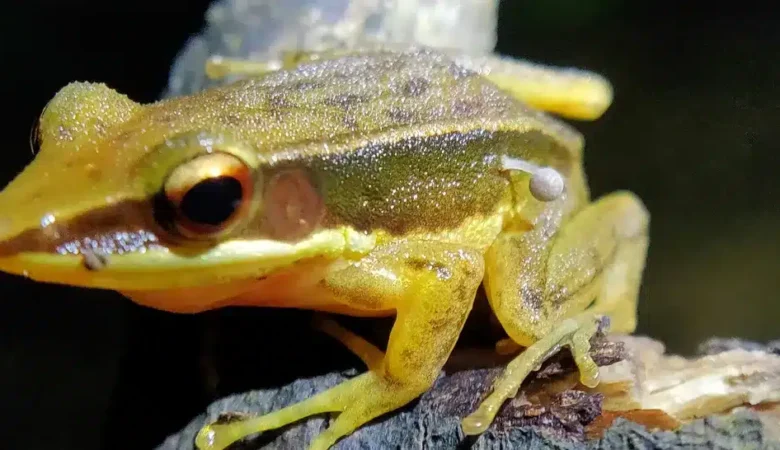 Mysterious Mushroom Growth on a Frog Stuns Scientists