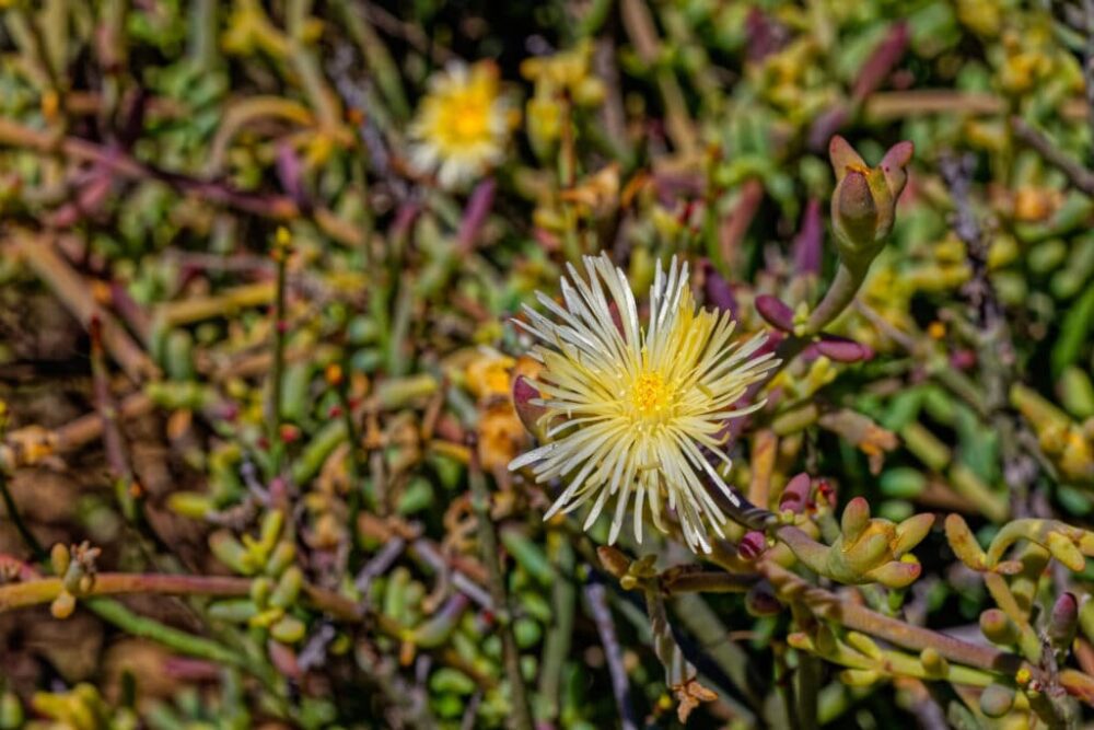 Sceletium tortuosum