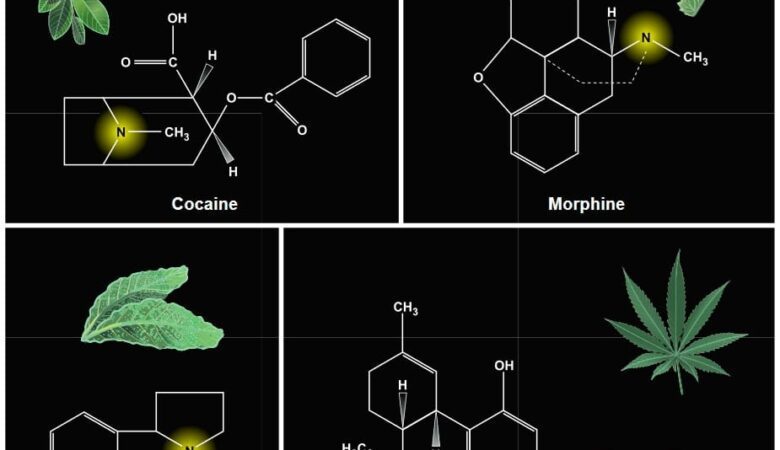 Cannabeginners: What are Cannabis Alkaloids?