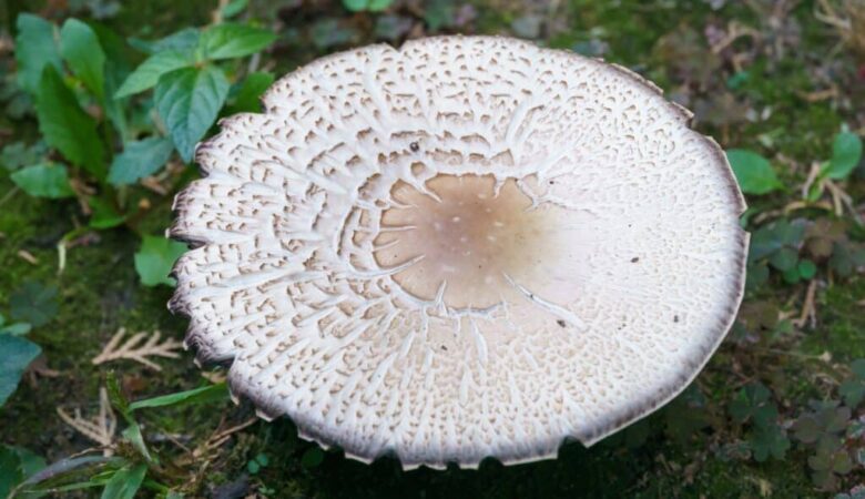 Cooking Doesn't Eliminate Toxins: Wild Mushroom Poisoning