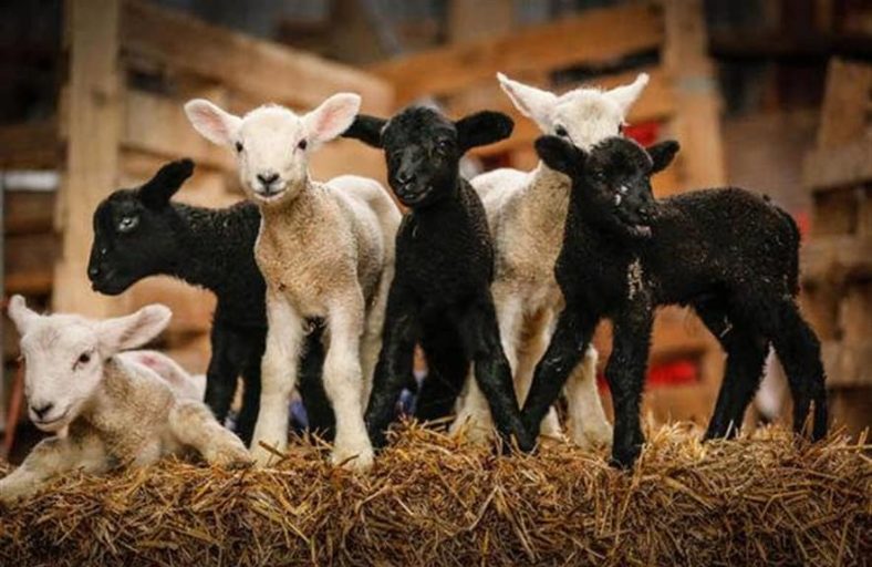 New Study Says Spent Hemp Biomass May Be Used As Food for Lambs