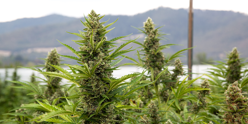 Outdoor or Indoor Grown Cannabis: What’s the Difference?