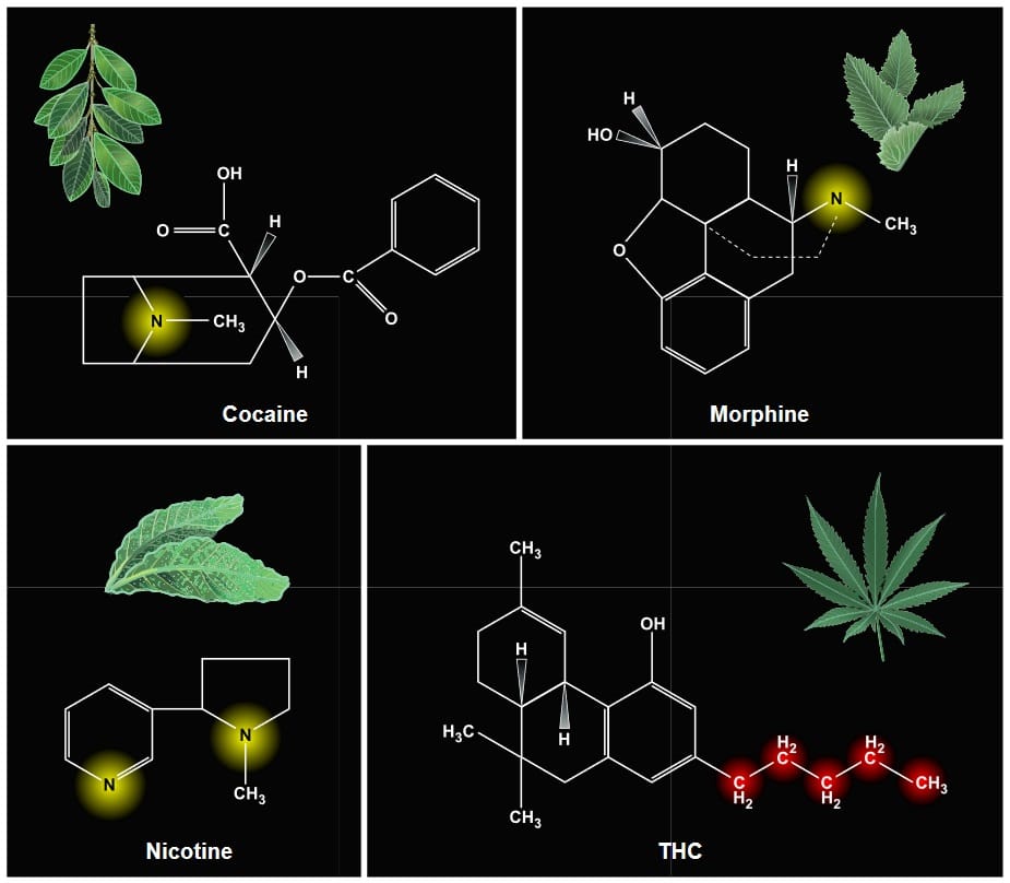 Cannabeginners: What are Cannabis Alkaloids?