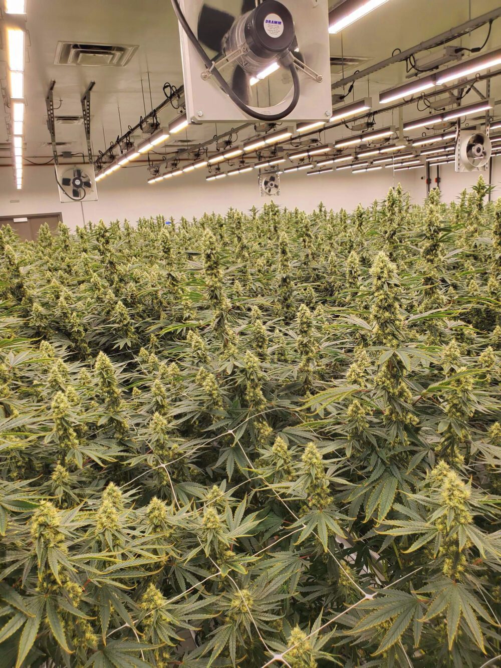 Better by Design: Maximizing Your Cultivation Facility With Smart Planning